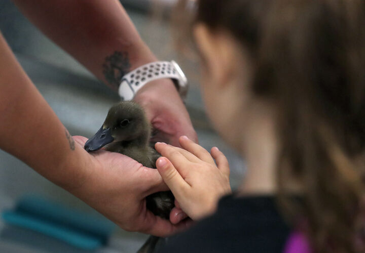 090621 NSF ANIMALS 6.jpg